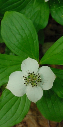 dogwood!