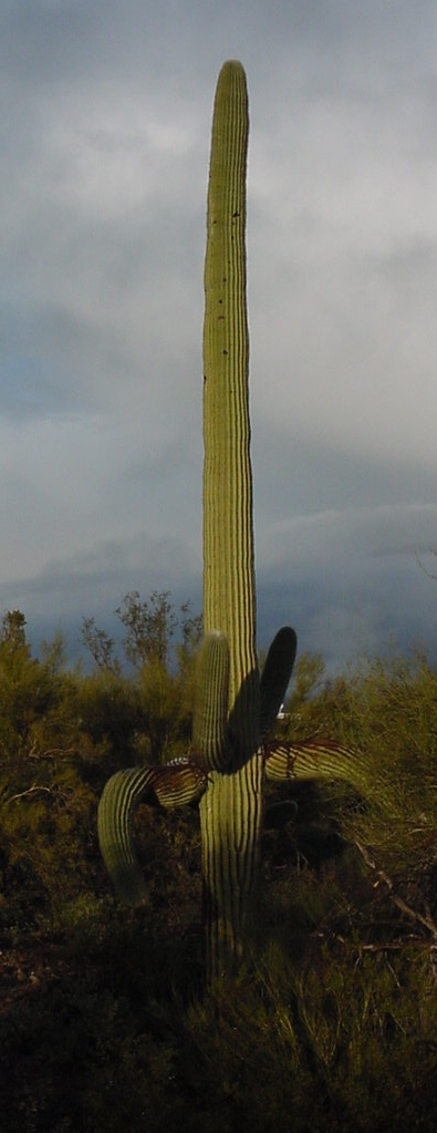 saguarro